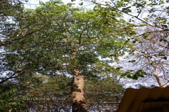 Broussonetia luzonica